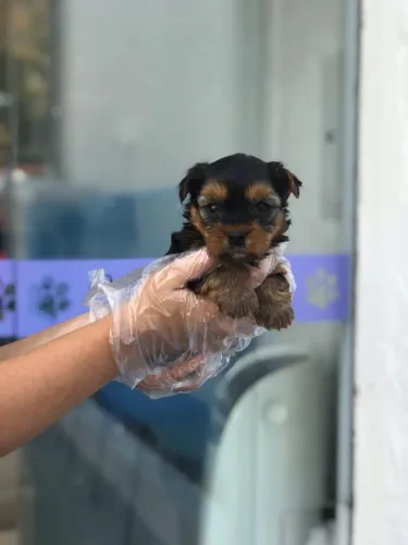 Yorkshire Terrier micros e padrão, com suporte e assistência veterinária