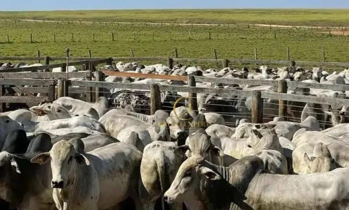 Fazenda 15.000 hectares a venda em Itiquira em Mato Grosso!