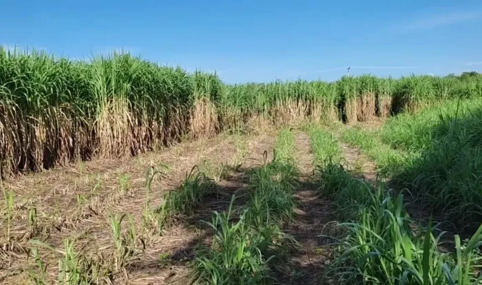 AINDA DA TEMPO DE APROVEITAR AS CHUVAS BRS CAPIAÇU A VENDA
