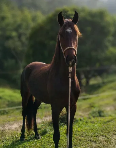 Mangalarga Marchador Registrado 