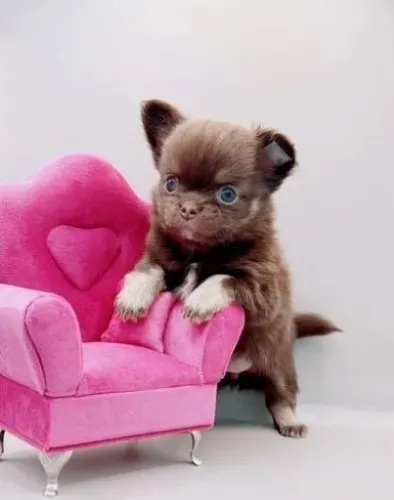 Chihuahua Miniatura - Brancos e Cheios de Personalidade