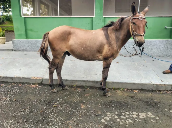 Burro