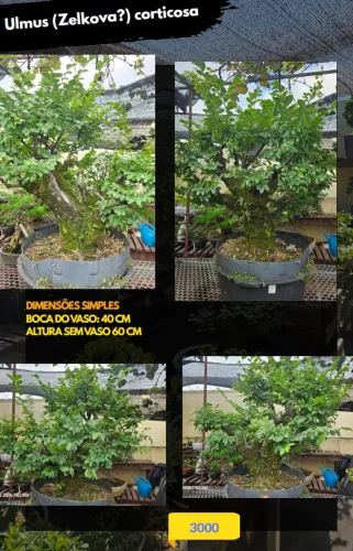 Pré-bonsai Ulmus (ou Zelkova) corticosa bonsai do campo