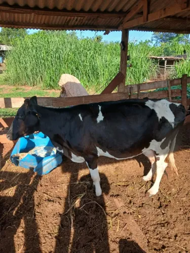Vaca