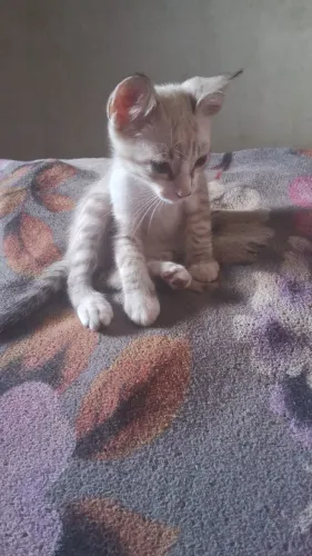 Doação gato macho 