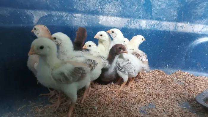 Pintinhos caipira