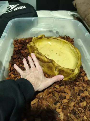 Bebedouro grande para répteis