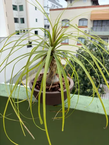 Vaso em polietileno + planta pata de elefante
