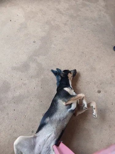 Adoção 