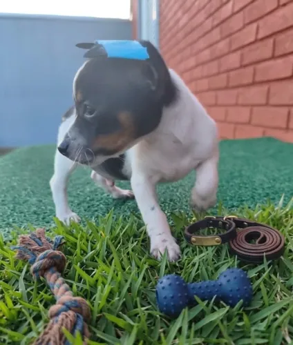 Pinscher filhotinho criado com segurança e carinho
