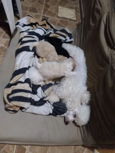 Poodle ?