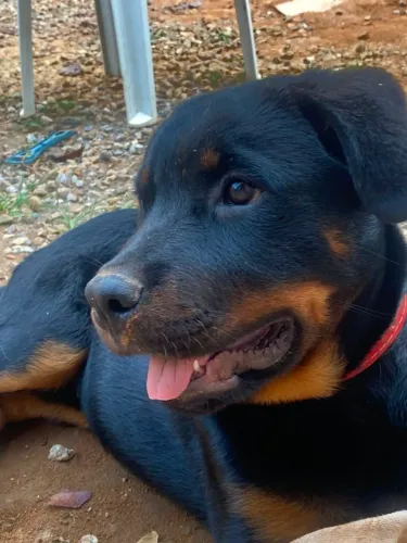 Rottweiler a venda