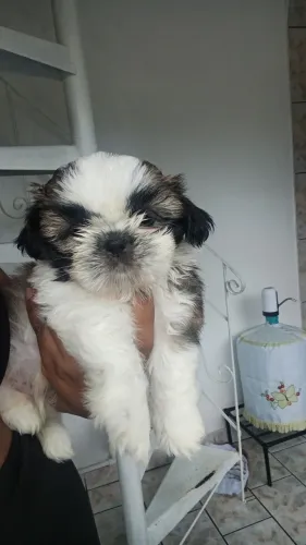 shih-tzu