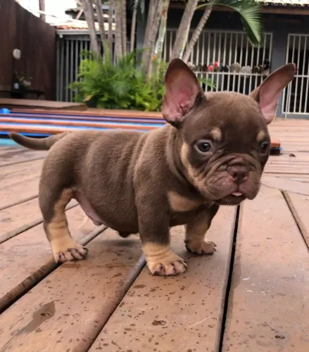 AMERICAN BULLY MACHOS E FÊMEAS