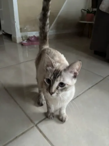 Gata doacao