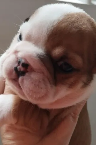 Bulldog Inglês | Filhote com personagens Viva