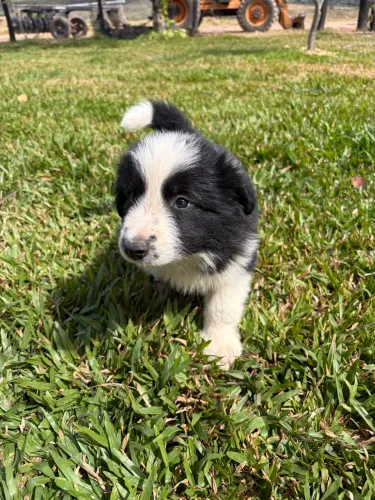 Filhotes de Border Collie