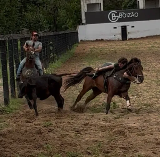 Cavalo direita a venda