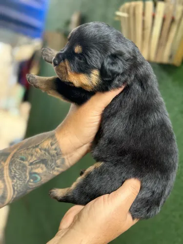 Rottweiler filhotes CBKC