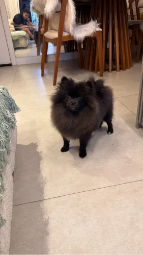 Spitz alemão 
