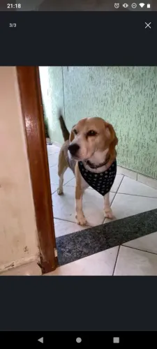 Doação - Beagle