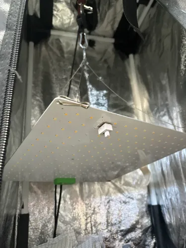 Grow 40x40