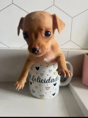 último pinscher miniatura disponível