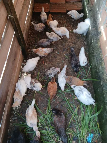 Lote 16 Pintinhos Nagasaki Mistiço C/ 60 dias