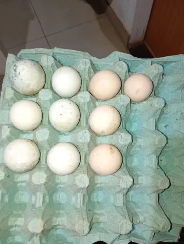 Ovos índio gigante