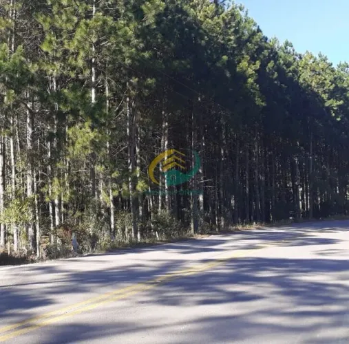 Terreno em Rancho Queimado com aproximados 13 mil Pés de Pinus com 25 anos - 104 Metros de