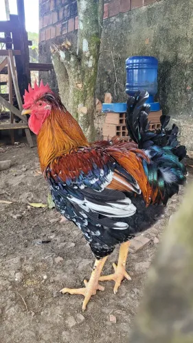 Frangos GSB