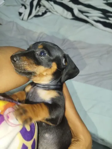 Cachorro Salsicha ( dashinroud)