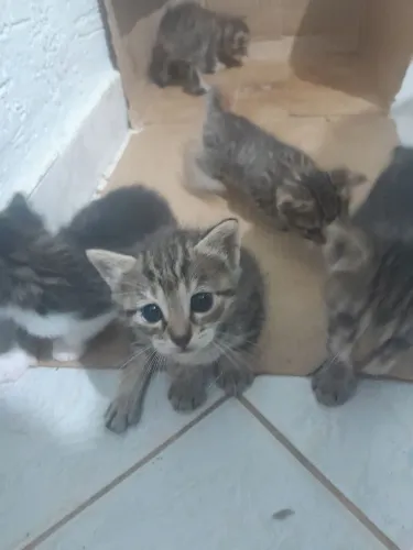Gatinhos rajados pra adoção 