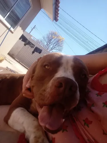 Vendo Pit Monster XL