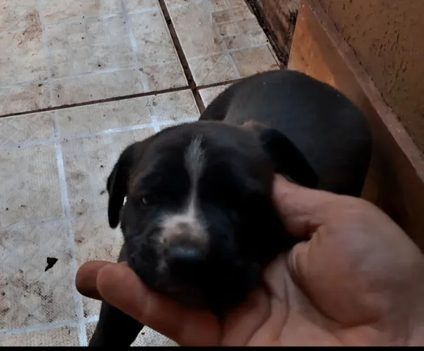 2 filhotes femeas DOAÇÃO