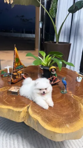Oportunidade de Lulu tamanho raro - mini - fêmea