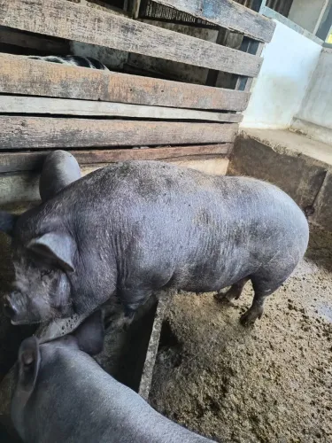 Porca caruncho parida de duas leitoas