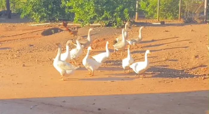 Doação de gansos