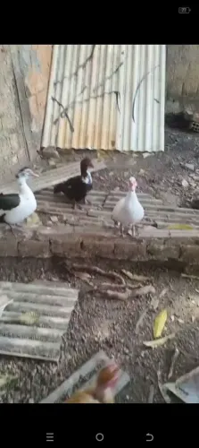 Patas
