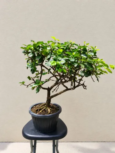 Pré-Bonsai de Acerola - Muda de Acerola com Vaso