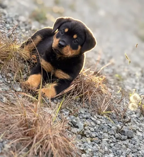 Filhote de Rottweiler americano 