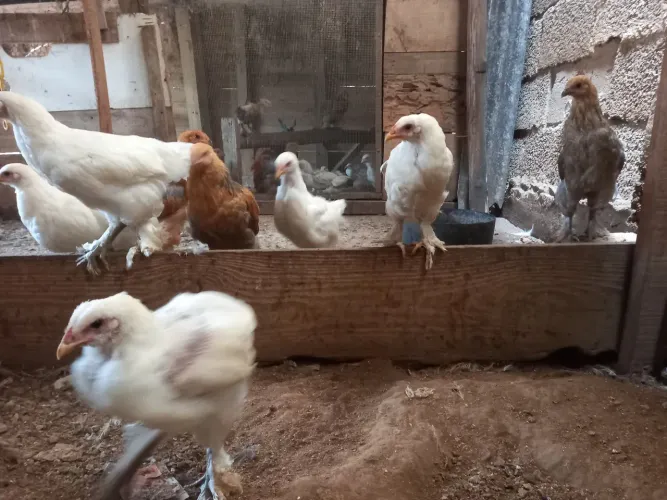 Venda de franguinho da raça Brahma