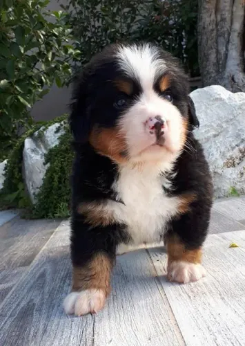 Filhote de bernese mountain um gigante fofo desde os primeiros dias