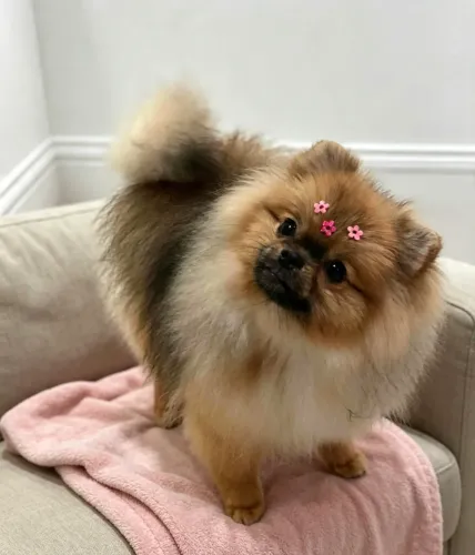 Spitz alemão fêmea ursinha