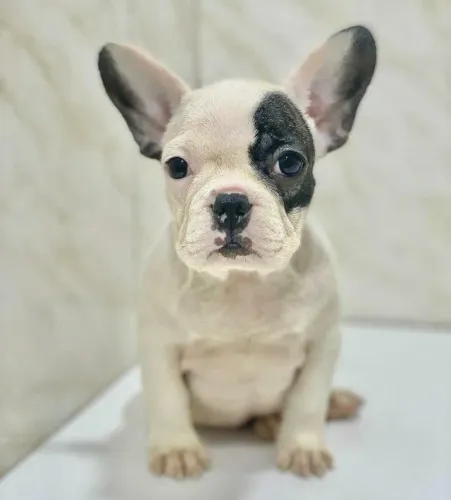 Bulldog frances muito fofo