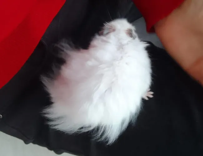 Hamster pelo Longo, angorá