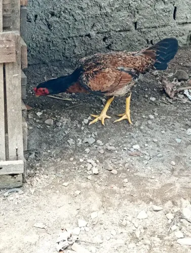 Galos e galinhas 