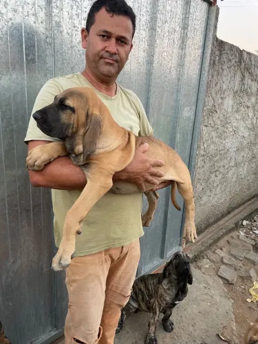 Filhote de fila brasileiro