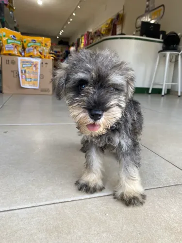 Filhotes de Schnauzer disponíveis