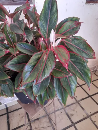 Aglaonema com Folhas Vermelhas e Verdes